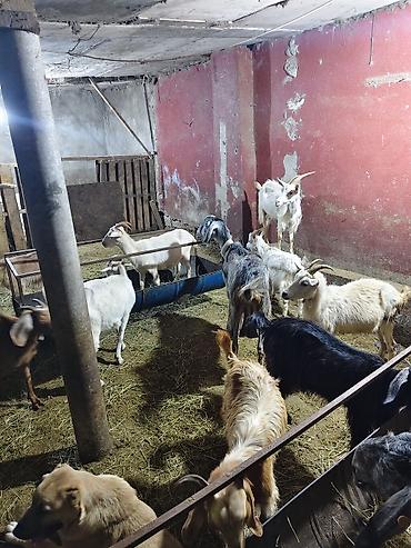 Mal-qara: Satlıq keçi sürüsü - Növ: yerli cins qarışığı (ağ, qara, boz və — 9