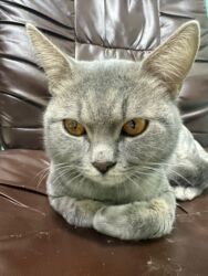 Pişiklər: Şotland, Erkək, Yaxşı əllərə, Ünvandan götürmə, Ödənişli çatdırılma, Rayonlara çatdırılma -da lalafo.az — 14 Pişiklər: Şotland, Erkək, Yaxşı əllərə, Ünvandan götürmə, Ödənişli çatdırılma, Rayonlara çatdırılma — 14