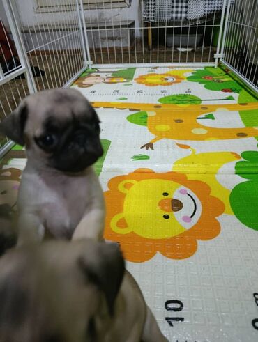 Продажа собак: Щенки мопса - Порода: мопс, окрас бежевый с чёрной маской - — 10