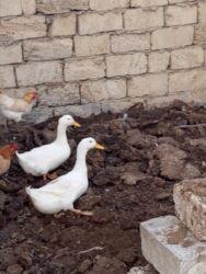 Коровы, быки: Salam Aleykum Diməli ünvan Meşdağa cütü 30manat cidi alıcıya indirim