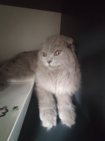 породистые козы: Шотландская вислоухая кошка (Scottish Fold) - Окрас