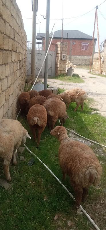 eşşək sudu satışı: 12 kilodan 15 kiloyacan var razılaşmaq olar — 3