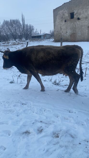 каровы кара балта: В конце января родит