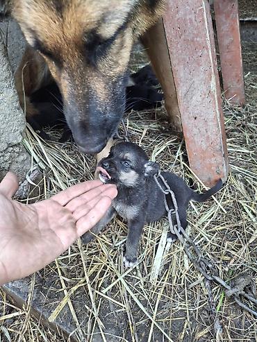 pitbull iti qiymeti: Alman çoban iti, 1 ay, Erkək, Ünvandan götürmə, Ödənişli çatdırılma, Rayonlara çatdırılma — 2