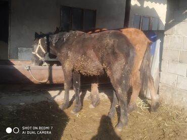 Лошади, кони: Продаю | Жеребенок | Рабочий — 10