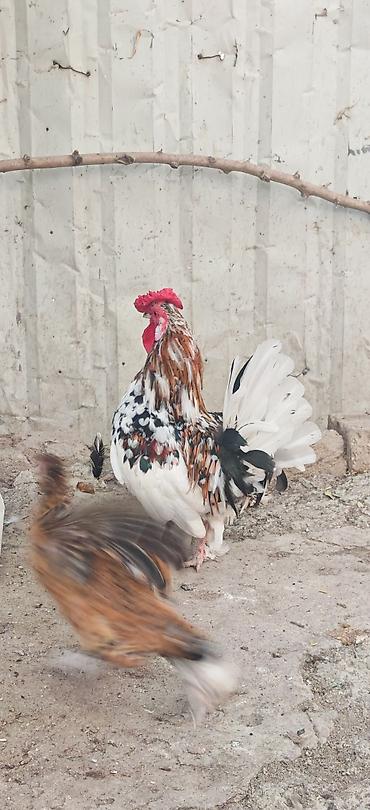 imisli yemi: Toyuq, Damazlıq — 2