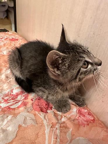 Үй жаныбарлары: Котёнок мальчик, 1,5 месяца лоток на пять полосатый тигрёнок (окрас — 8