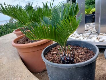 fikus gulu: Cycas revoluta(Sikas) Başqa güllərimiz və ağaclarımız da var. Məlumat