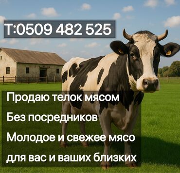 сена тук: Свежее мясо молодых телок