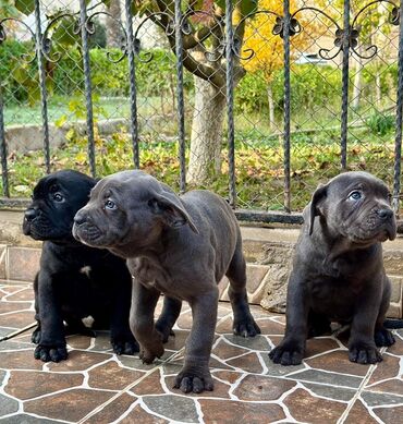 İtlər: Kane-Korso — 11