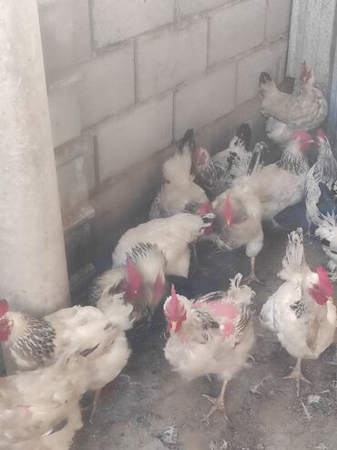 Куры, петухи: Продаю | Куры, Петух — 6