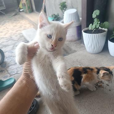 kitten: Кошку и котенка. отдам даром. хорошие руки — 2