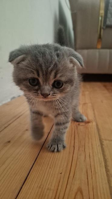 Кошки: Британская вислоухая — 2