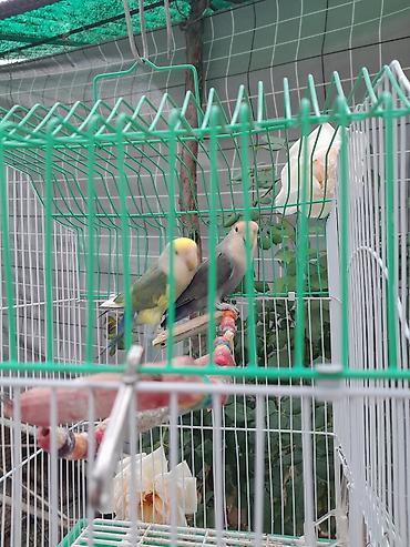 общитя: Пара неразлучников (Agapornis) в комплекте с клеткой и аксессуарами — 5