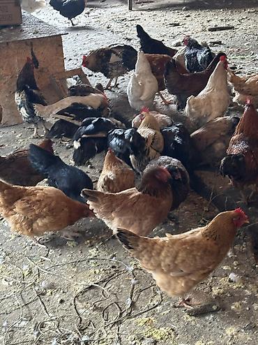 Птицы: Домашние куры — 14