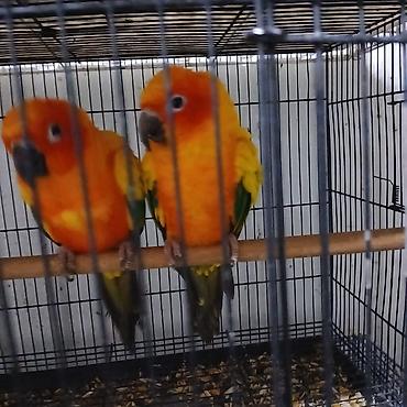 Птицы: Продаются редкие попугаи! Рабочие пары Пиррура и Солнечная Аратинга (с — 12