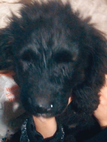 Отдам даром собаку: Собака даром: Дворняжка, 2 месяца, Самка at lalafo.kg — 10 Отдам даром собаку: Собака даром: Дворняжка, 2 месяца, Самка — 10