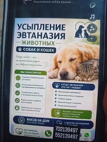 Усыпление (эвтаназия) животных — собак и кошек. Профессиональная lalafo.kg да Усыпление (эвтаназия) животных — собак и кошек. Профессиональная