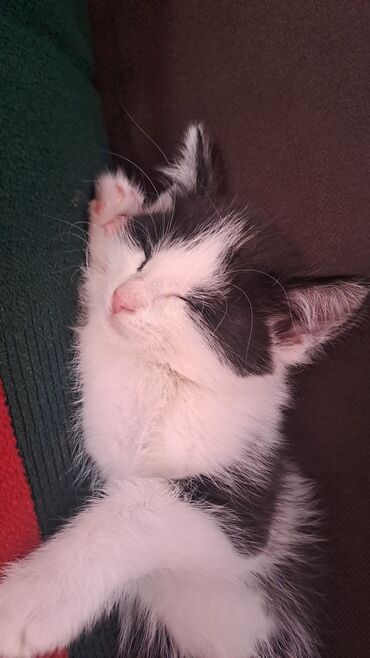 абиссинский кот: Отдам котёнка в добрые руки бесплатно! котёнку 5 месяцев активный