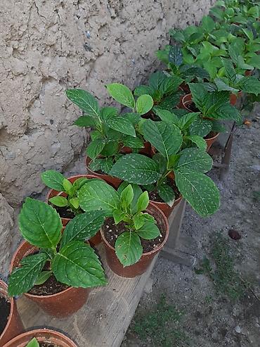 green leaf: Саженцы Самовывоз — 3