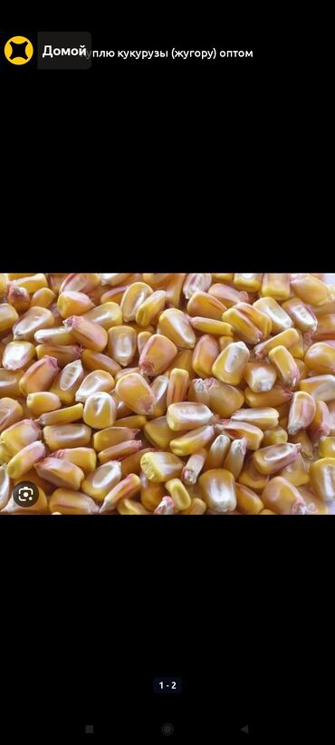 пшеница семенная бишкек: Жугору
