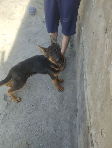немецкий собака: Продаю щенка немецкой овчарки(мальчик) 3,5 месяца