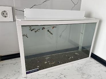 Dördbucaq akvarium, Balıqlarla birlikdə, 20 l, Ünvandan götürmə