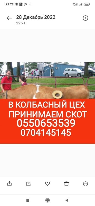 продажа лошадей в кыргызстане: Куплю | Коровы, быки, Лошади, кони, Другие с/х животные | Круглосуточно, Любое состояние, Забитый