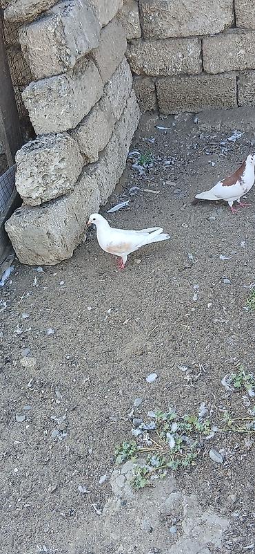 goyercin satişi baki: Qıymet bırıne aıtdı qusdar suraxanıdadı — 2