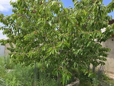 Продажа домов: Дом, 1 м², 3 комнаты, Собственник — 12