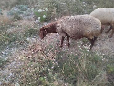 cins inek: Dişi, il: 3, Damazlıq, Ünvandan götürmə — 6
