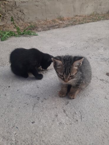 коты даром: Котята домашние, помет из нескольких малышей: - Окрас: классический