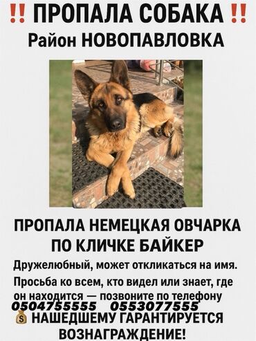 найден кошелек с документами: Объявление: Пропала собака — немецкая овчарка по кличке Байкер. Район