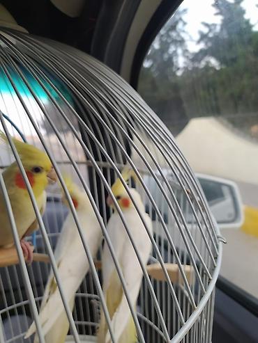 Tutuquşları: Ayaqlari üzüklü Əl quşlari ağlar45-50 Azn Bozlar 35 Azn vitaminli — 15