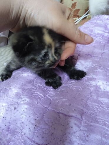 чау чау собака цена: Котята, домашние, пушистые. На фото — малыши с округлыми мордочками и