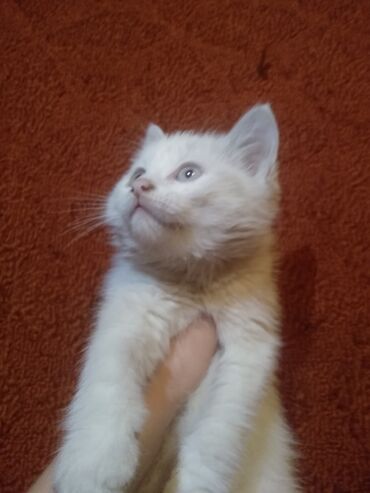 шатландский кот: Отдаю девочку в добрые хороший руки голубоглазая с серым хвостиком 2
