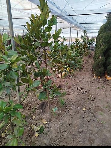 Магнолия: Магнолия - суланжа GENIE Магнолия с закрытой корневой системой — 20