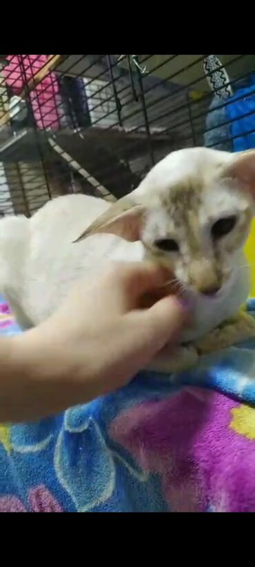 Продажа кошек: Ориентальная, 2 года, Девочка, Белый, Кастрирована, Приучена к лотку, Проглистована — 16