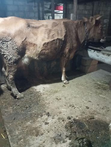 Inəklər, öküzlər: Inək satılır 1ci balasıdır balası dişidi inək 3 məsindən 8l süd verir — 5