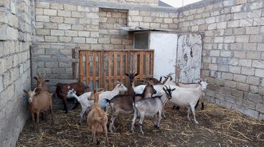 sannen keciləri: Dişi, Alpine, il: 3, 1 kq, Südlük, Ünvandan götürmə