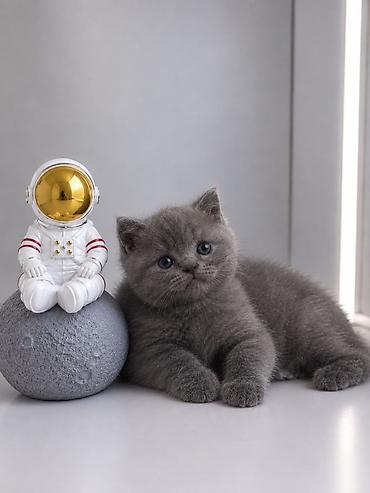 котенок шотланский: Скотиш Страйт (Шотландская прямоухая), 2 месяца, Мальчик, Серый, Приучена к лотку, Проглистована — 1