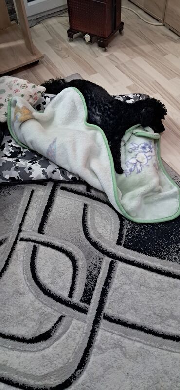 Oprema za kućne ljubimce: Stepenice za pse,sive boje,pozadina crna, juce kupljene 03.12.preko — 9