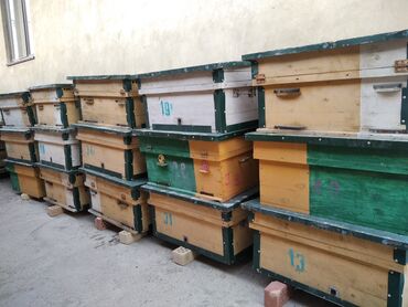 Товары и оборудование для с/х животных: Продаю ящики для развода пчел, аары ящиктер сатылат, абалы өтө жакшы