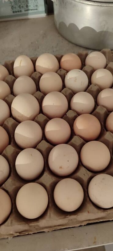 продаются щенки немецкой овчарки: Продаю | Инкубационные яйца | Несушки