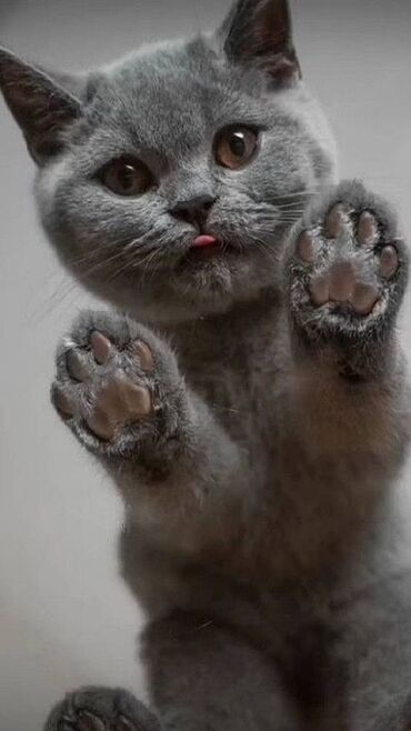 Pişiklər: Britan, Dişi, Erkək, Ünvandan götürmə — 19