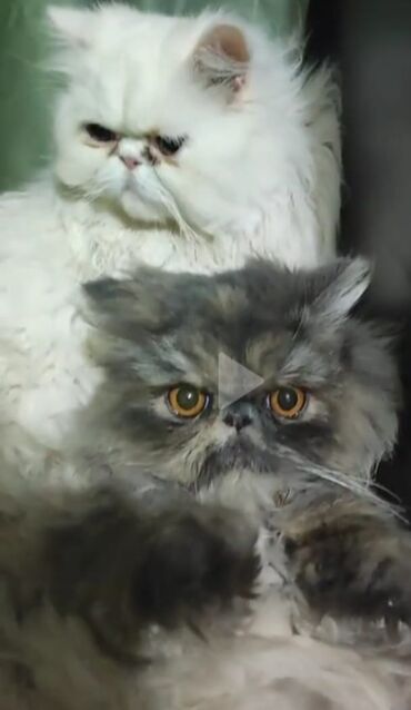 pişik 1 azn: Экзот