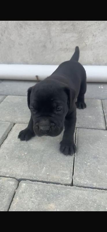 itlərin satşı: Kane-Korso, 1 ay, Peyvəndli — 2