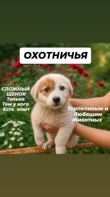 клетка для собак: Собака даром: 3 месяца, Самка, С прививкой
