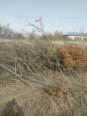 отдам даром велосипед: Дрова, ветки, самовывоз