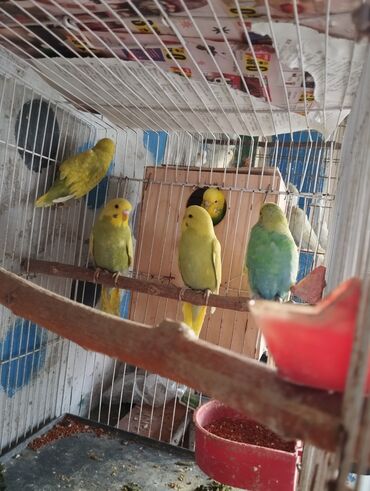 Tutuquşları: 13 ededdir aktiv balalardir deneyle 9 manat hamsini alana 8 manatdan — 8